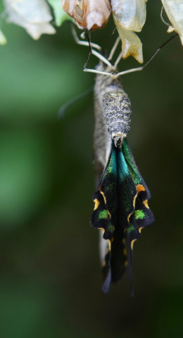 Transformation of butterfly coming out of cocoon, representing SAP Transformation.